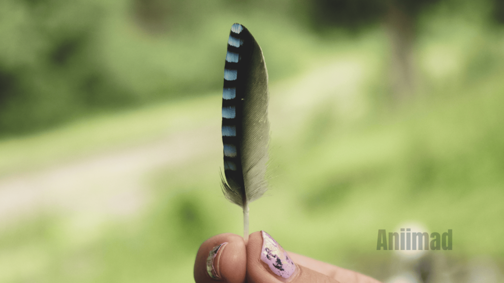 Spiritual Meaning of a Black Feather