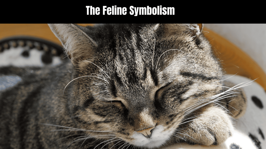 Pregnant Cat Spiritual Meaning