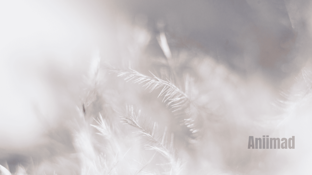 The Spiritual Meaning of a White Feather