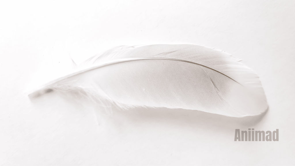 The Spiritual Meaning of a White Feather