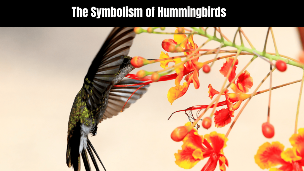 Spiritual Meaning of Hummingbirds