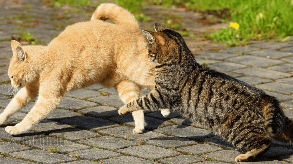 Two Cats Fighting Spiritual Meaning