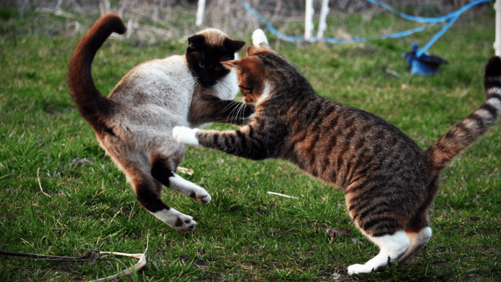 Two Cats Fighting Spiritual Meaning