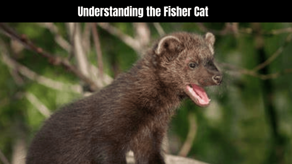 Fisher Cat Spiritual Meaning