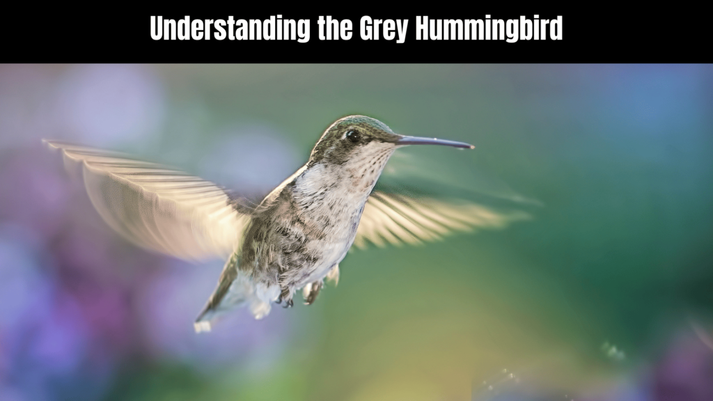 Grey Hummingbird Spiritual Meaning