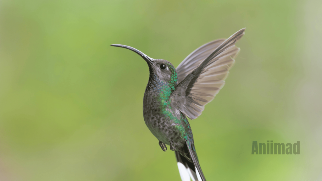 Grey Hummingbird Spiritual Meaning