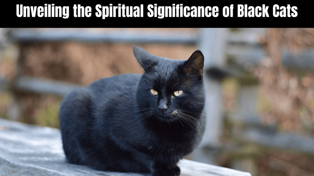 Black Cat Spiritual Meaning