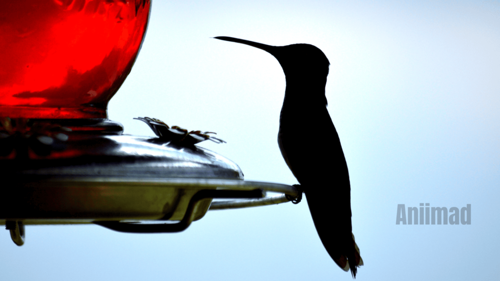 Black Hummingbird Spiritual Meaning