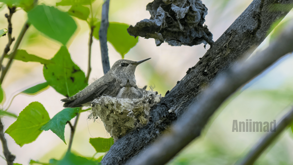 Black Hummingbird Spiritual Meaning