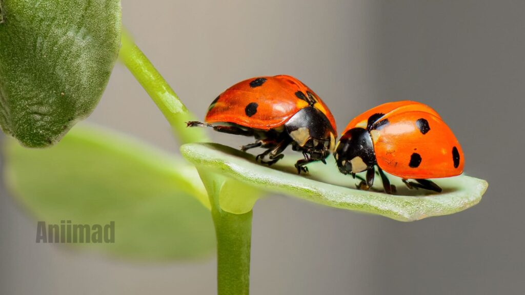 Black Ladybug Spiritual Meaning