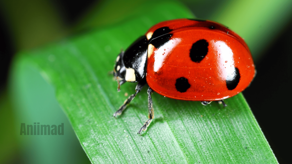 Black Ladybug Spiritual Meaning