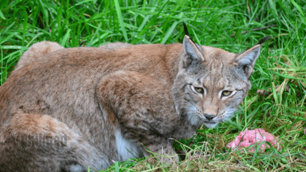 Bobcat Spiritual Meaning