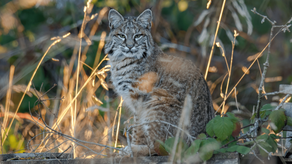 Bobcat Spiritual Meaning