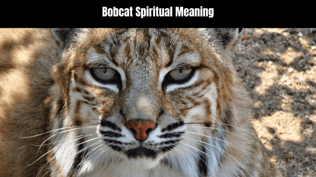 Bobcat Spiritual Meaning