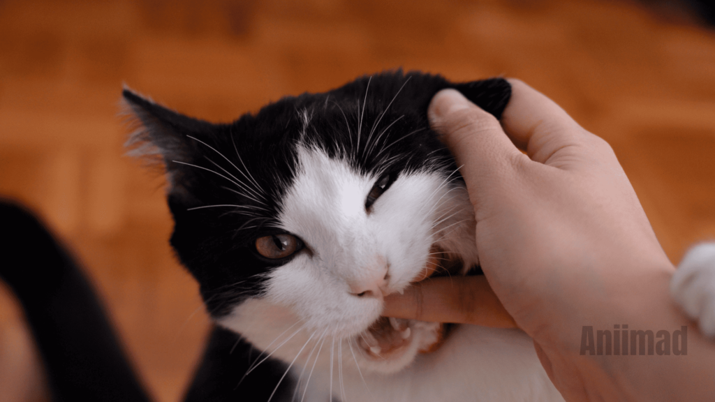 Cat Bite Spiritual Meaning