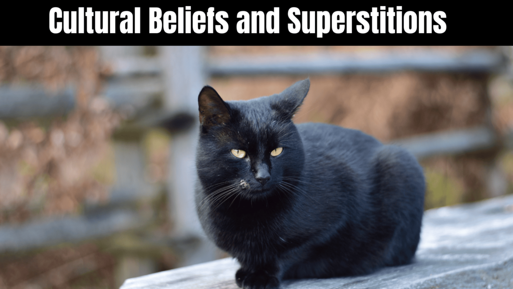 Seeing a Black Cat Spiritual Meaning