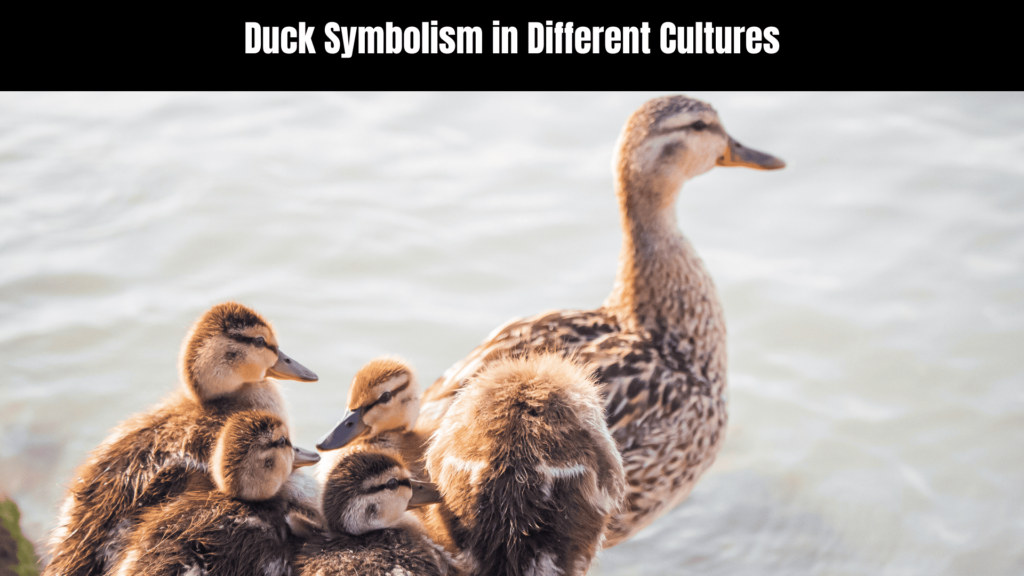 Exploring the Spiritual Meaning of Ducks