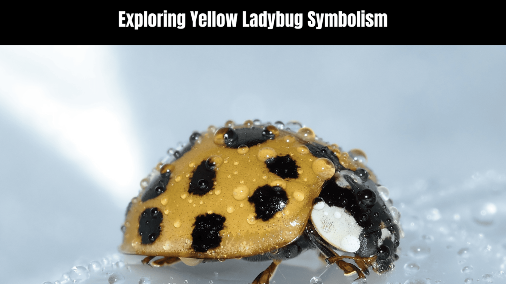 Yellow Ladybug Spiritual Meaning