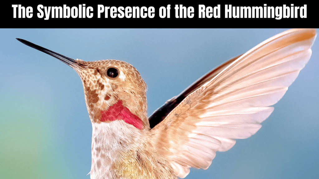 Red Hummingbird Spiritual Meaning