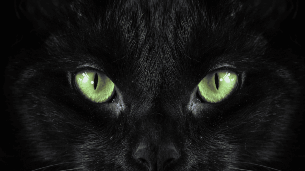 Black Cat Spiritual Meaning