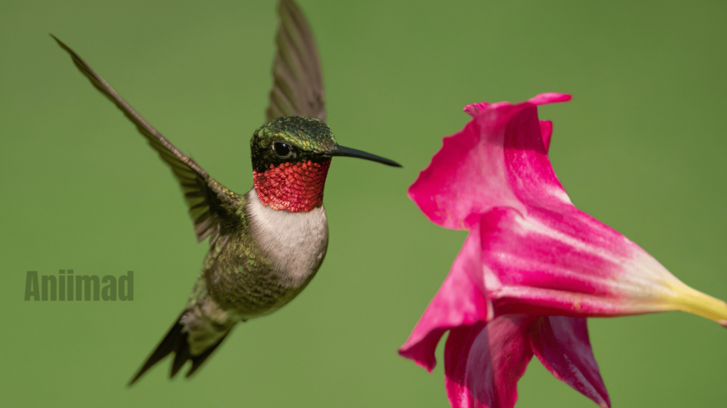 Red Hummingbird Spiritual Meaning