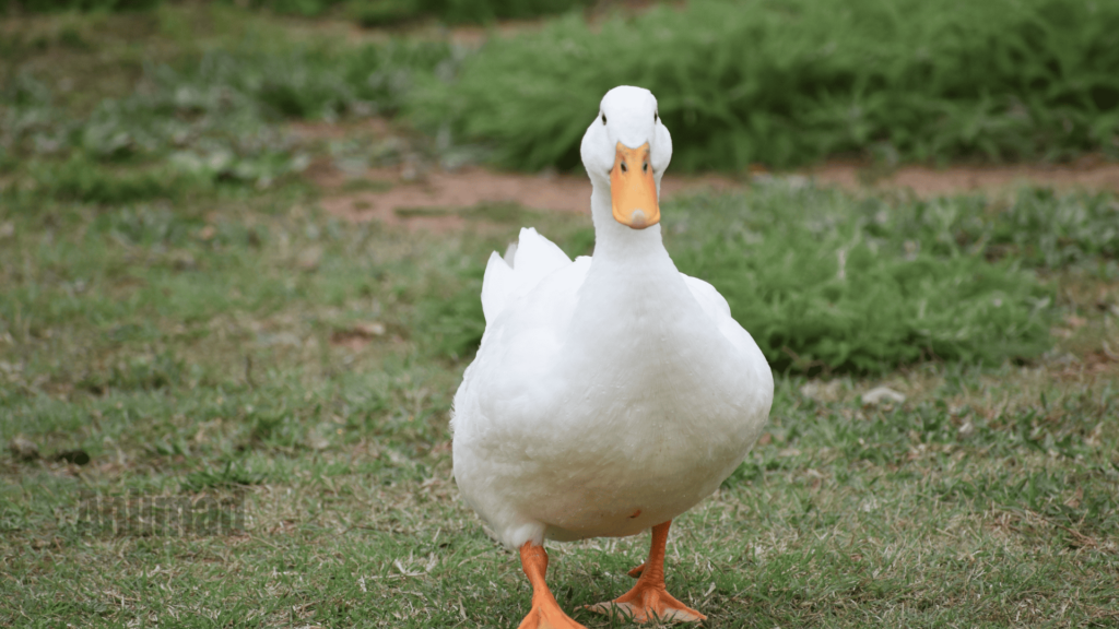 Exploring the Spiritual Meaning of Ducks