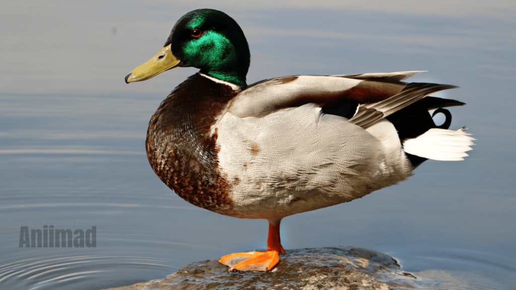 Exploring the Spiritual Meaning of Ducks