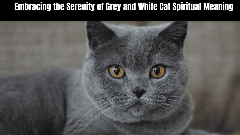 Grey and White Cat Spiritual Meaning