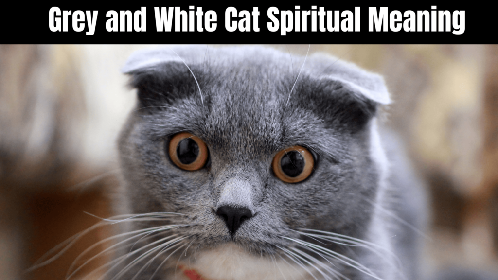 Grey and White Cat Spiritual Meaning