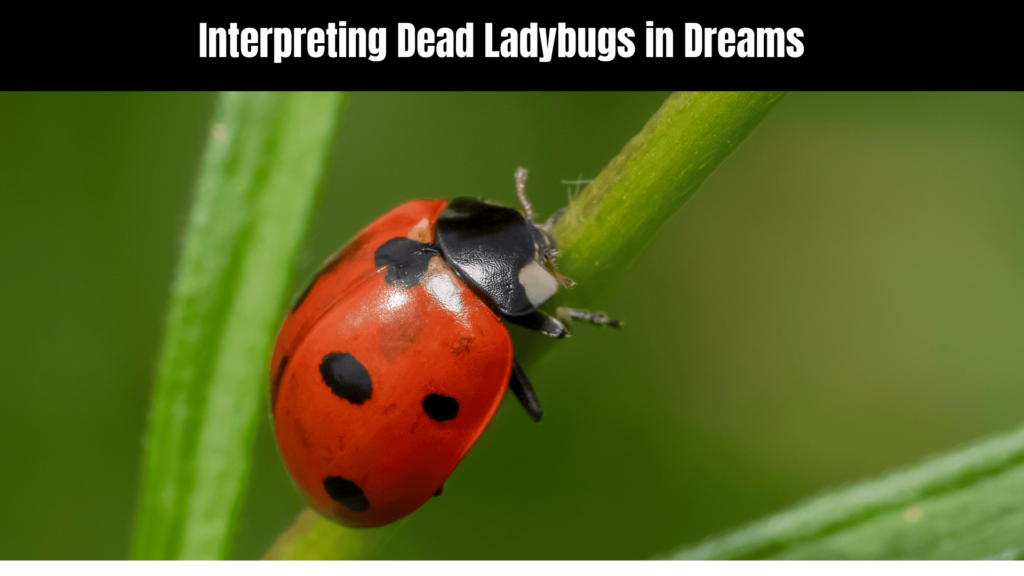 Dead Ladybug Spiritual Meaning