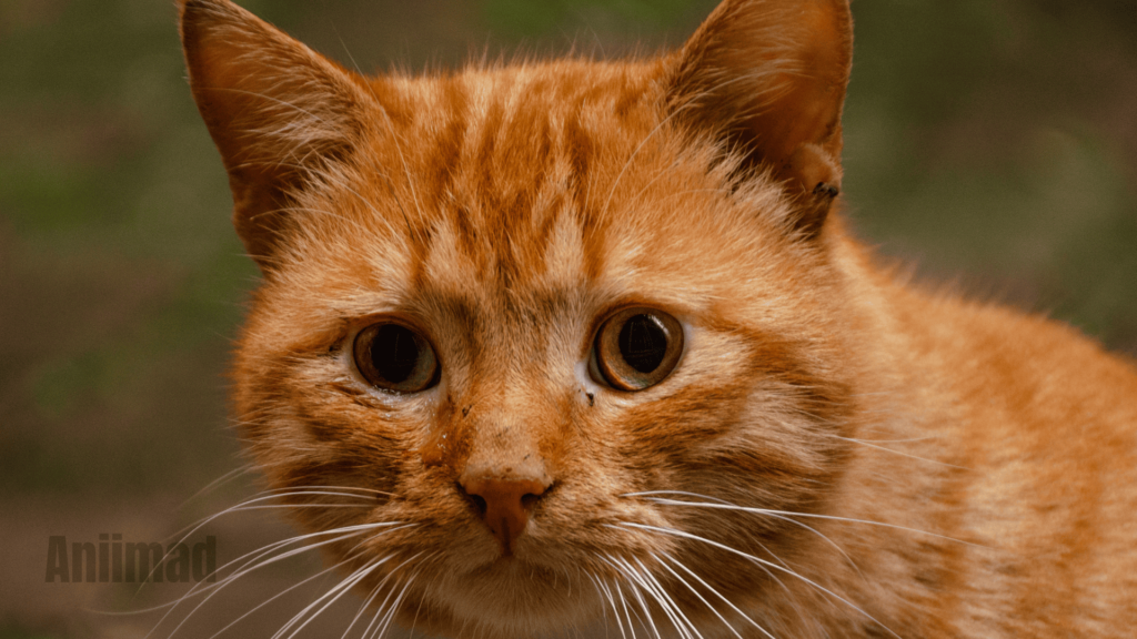 Orange Cat Spiritual Meaning