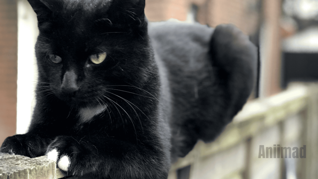 Seeing a Black Cat Spiritual Meaning