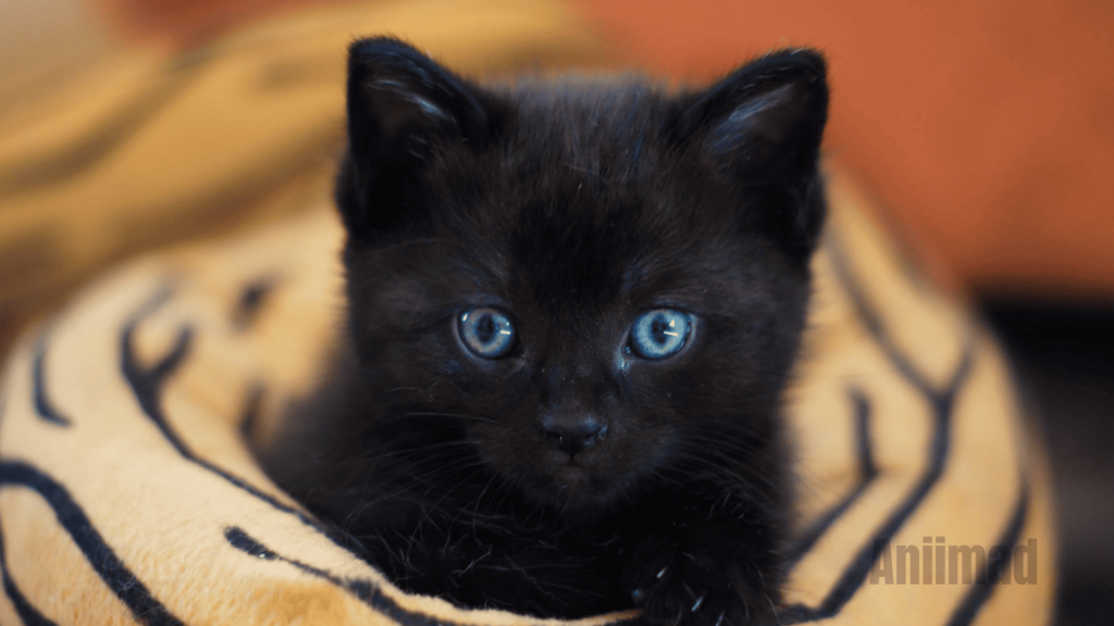 Seeing a Black Cat Spiritual Meaning