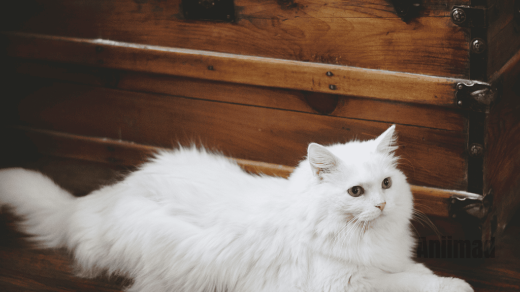 Seeing a White Cat Spiritual Meaning