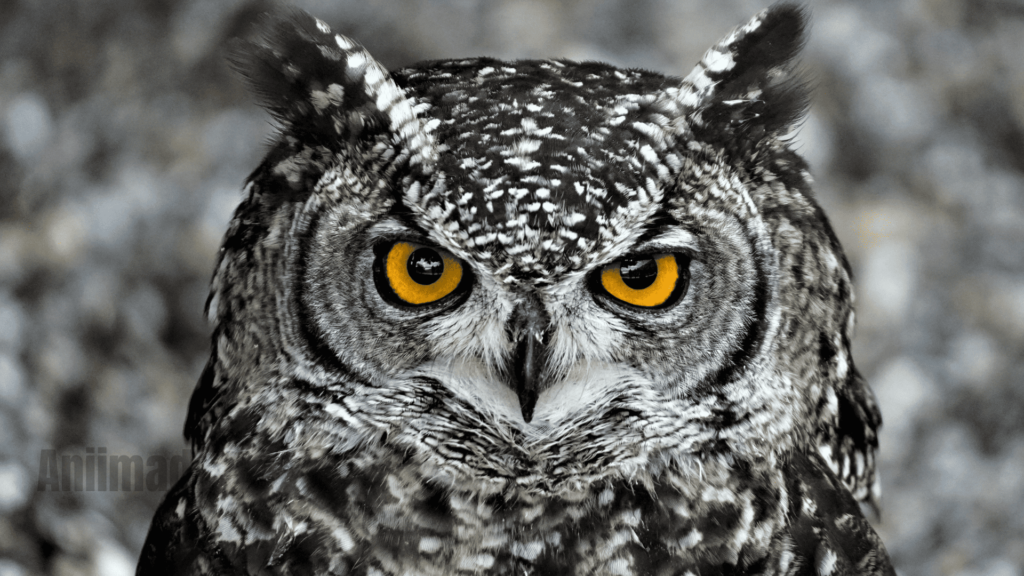 Seeing an Owl at Night: Exploring Its Spiritual Meaning