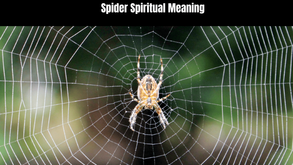 Spider Spiritual Meaning