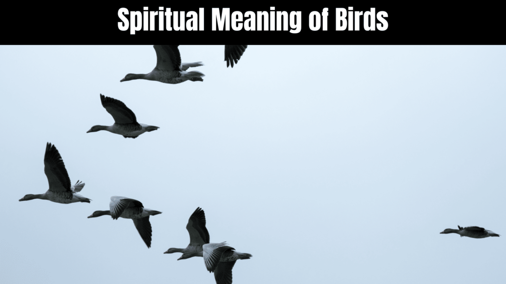 Unlocking the Spiritual Meaning of Birds