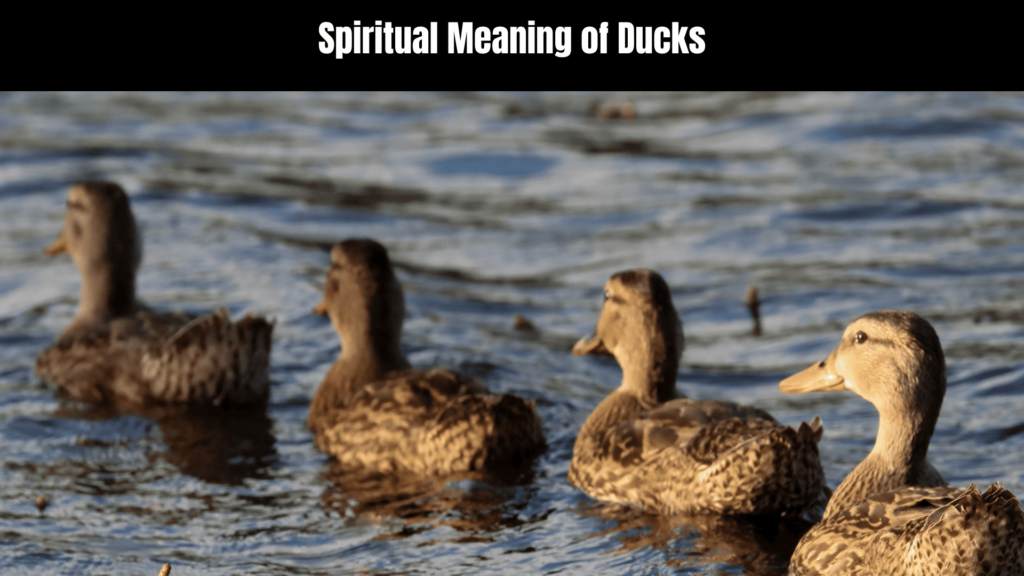 Exploring the Spiritual Meaning of Ducks