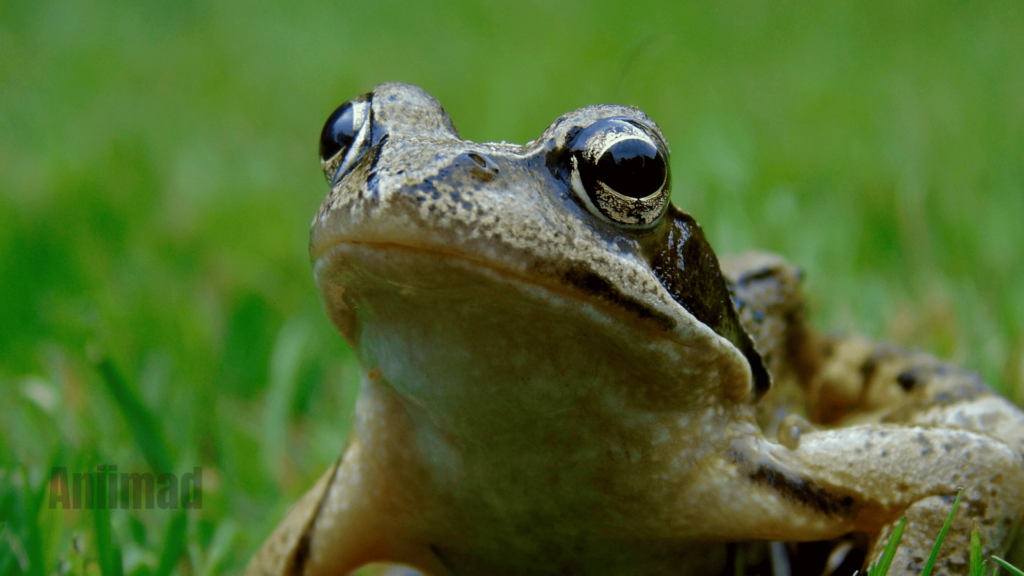 Spiritual Meaning of Frogs