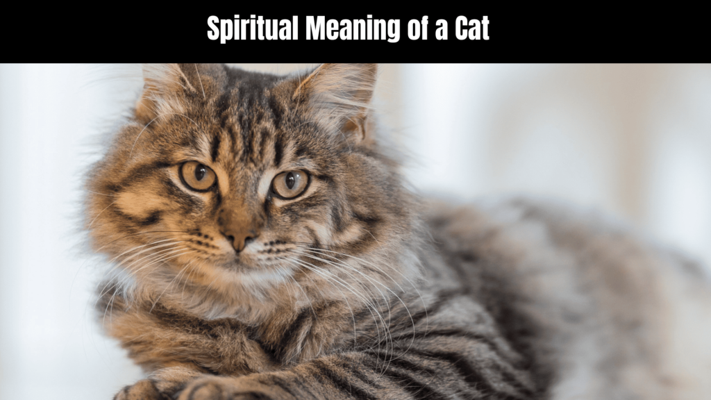  Spiritual Meaning of a Cat