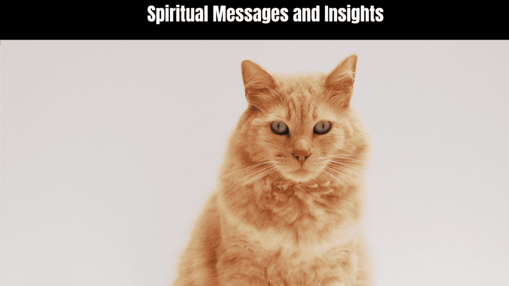 Orange Cat Spiritual Meaning