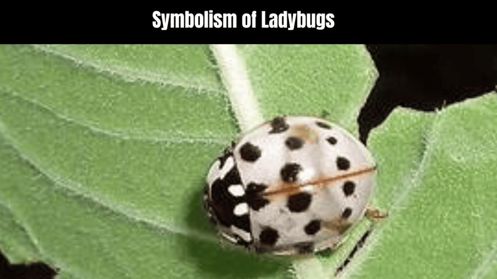 the Spiritual Meaning of White Ladybugs