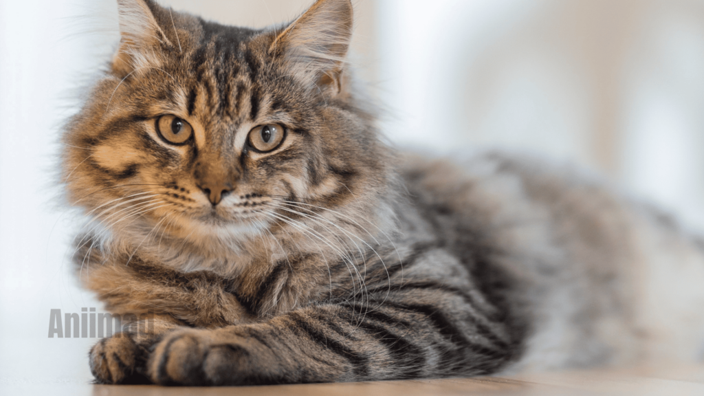 Tabby Cat Spiritual Meaning