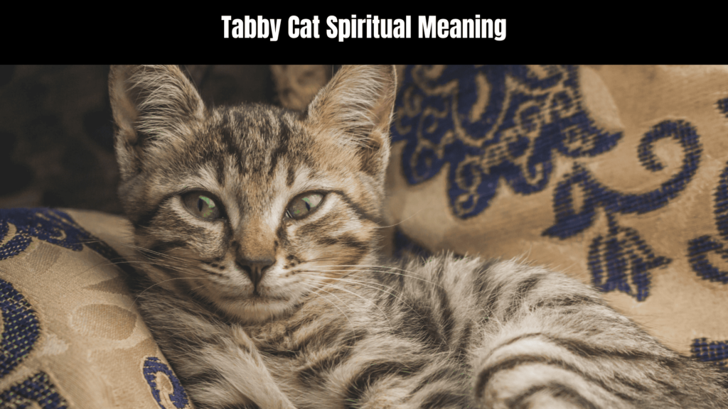 Tabby Cat Spiritual Meaning