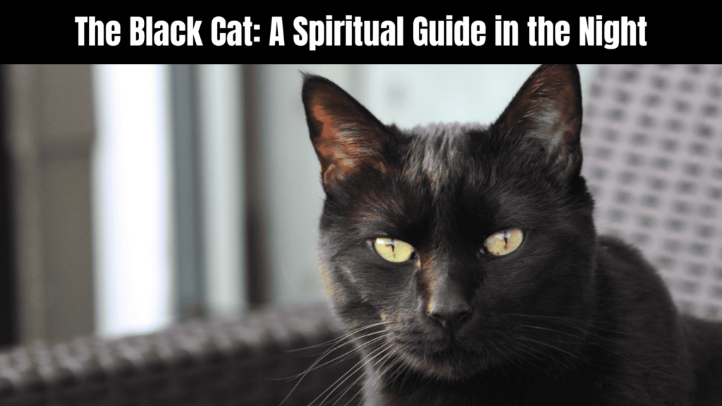 Black Cat Spiritual Meaning