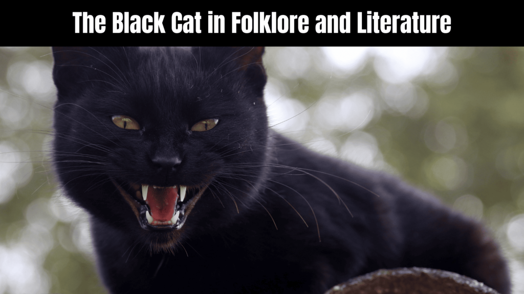 Black Cat Spiritual Meaning