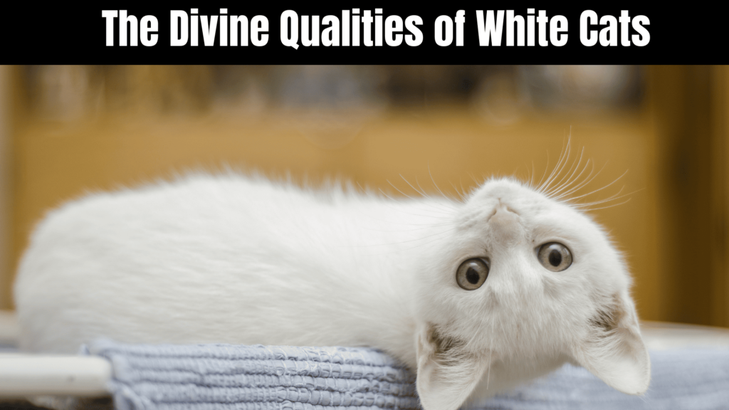 White Cat Spiritual Meaning