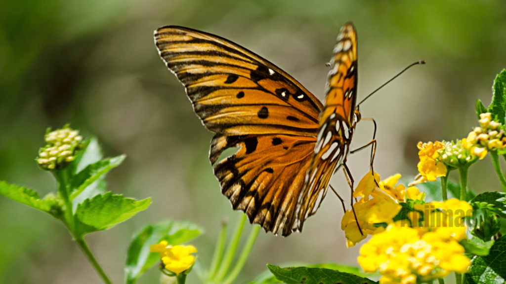 The Enchanting Spiritual Meaning of Butterfly