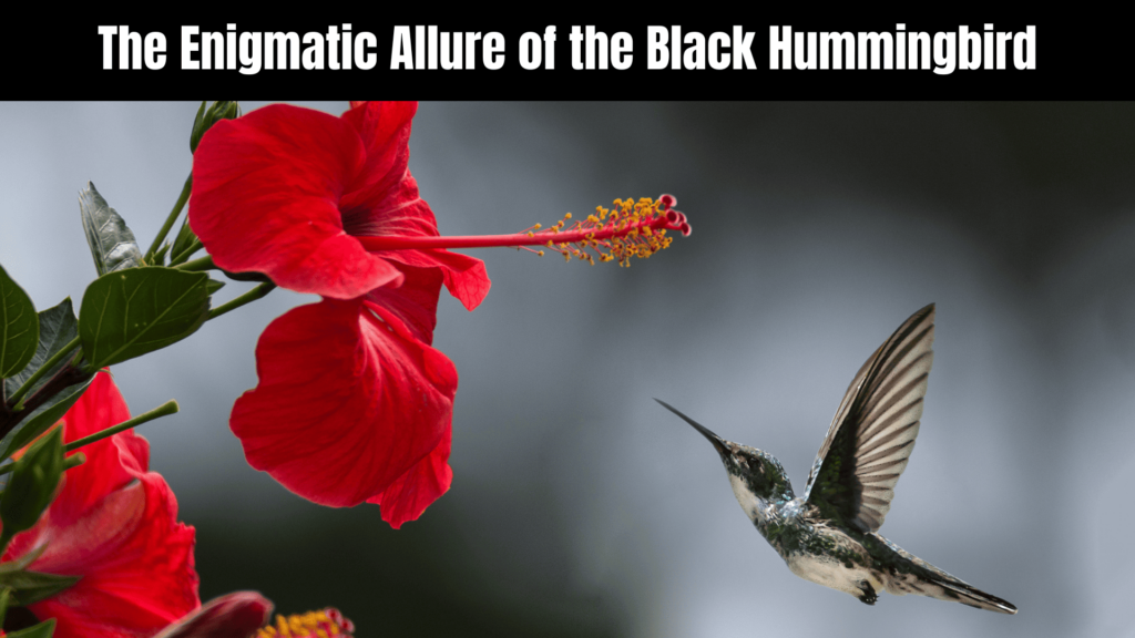 Black Hummingbird Spiritual Meaning