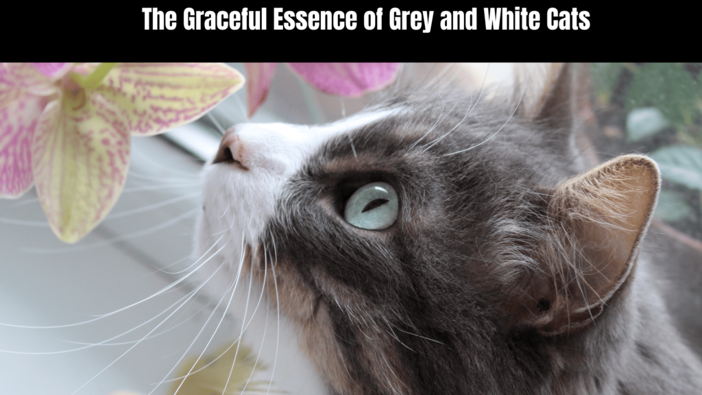 Grey and White Cat Spiritual Meaning